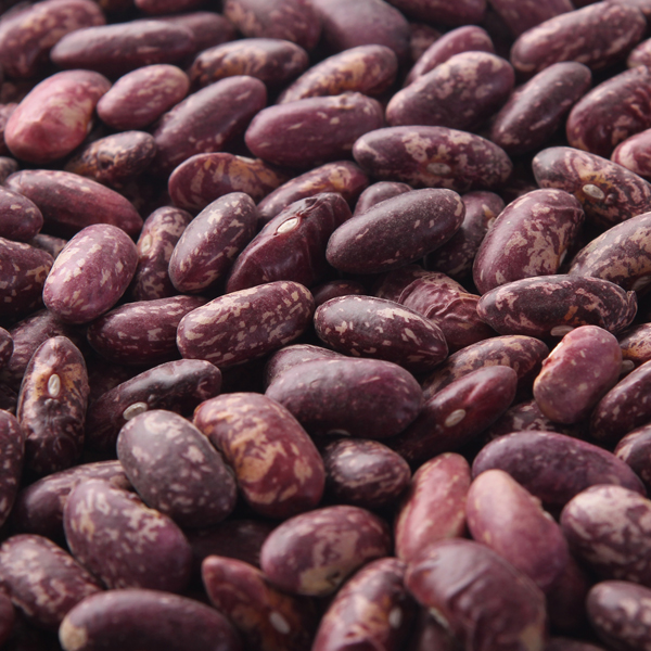 芸豆原产美洲的墨西哥和阿根廷,我国在16世纪末才开始引种栽培.