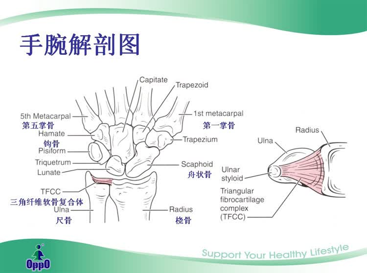 腕关节说明  腕关节说明:腕关节为非常复杂的构造