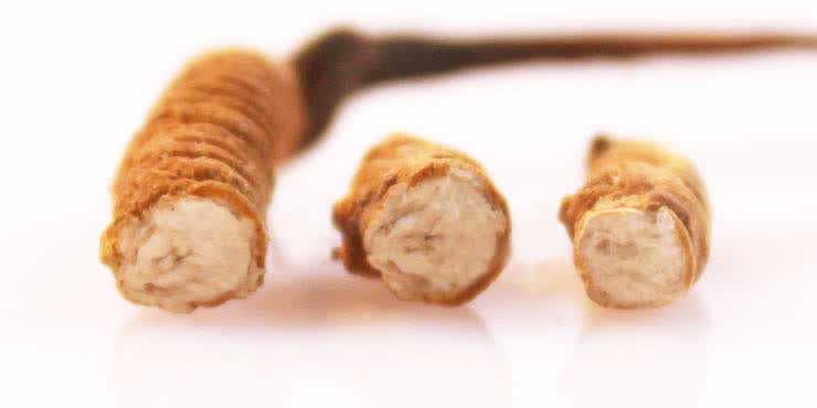 &nbsp;       品 名:冬虫夏草&nbsp;       级别规格:特级虫草&nbsp