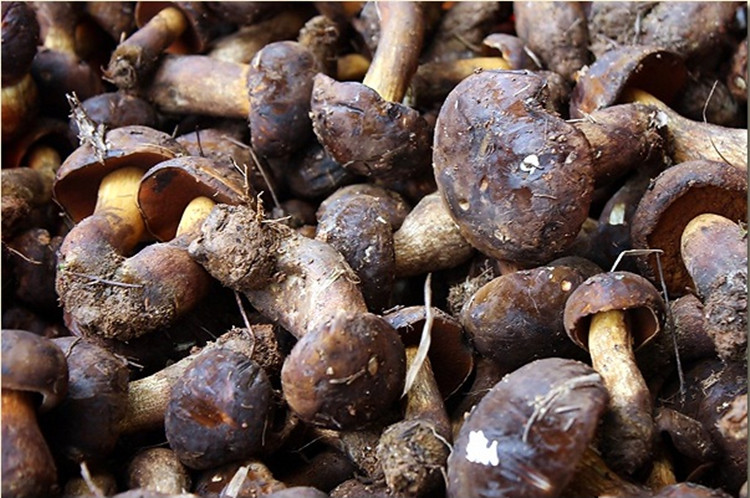 云南特产 云南天齐野生黑牛肝200g