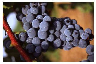 格纳托乐(garnacha tintorera)格纳托乐原产于西班牙东北部,又被称为