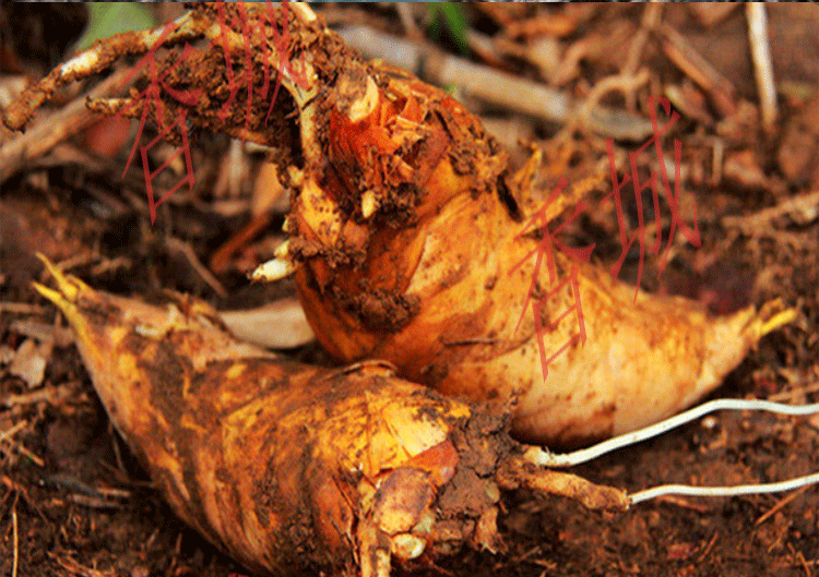 2022款寒植物北方庭院食用竹笋毛竹苗竹鞭楠竹根四季常青 毛竹根13-15