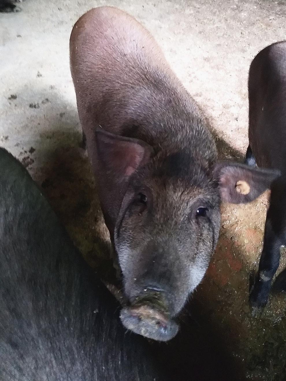 大凉山黑猪腊肉 跑山猪五花腊肉土黑猪特种野猪肉纯粮食放养一年老山