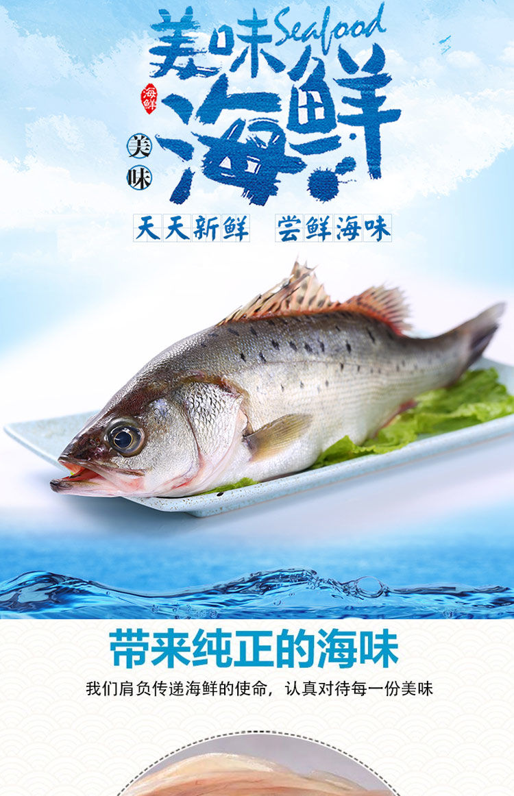 开背鲈鱼新鲜海捕海鲜水产鲜活速冻七星花鲈鱼深海鱼