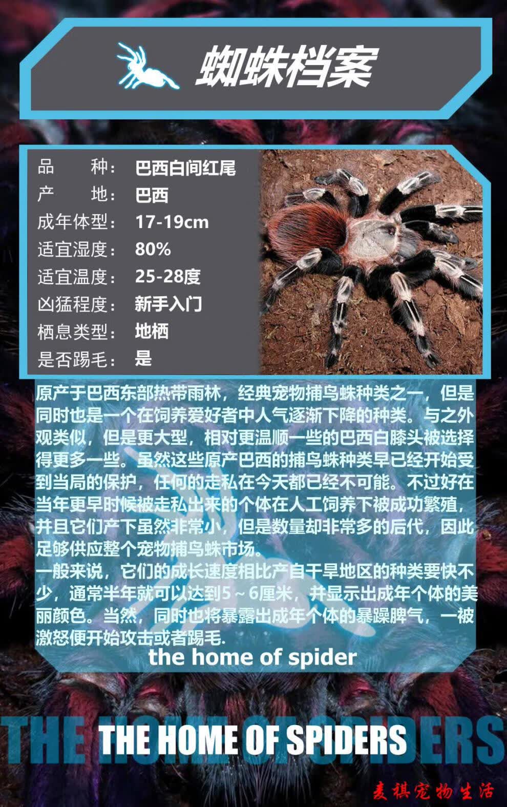 【宠医推荐】网红宠物蜘蛛爬虫巴西所罗门金直间智利火玫瑰温顺好养