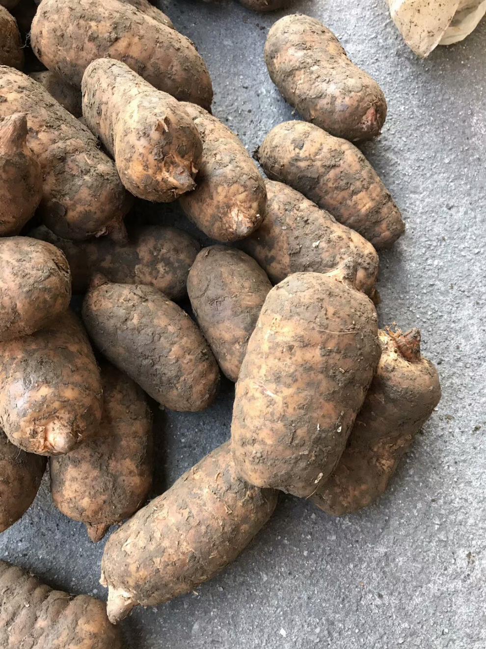 15个一斤云南特产昭通小草坝乌天麻新鲜农家湿天麻现