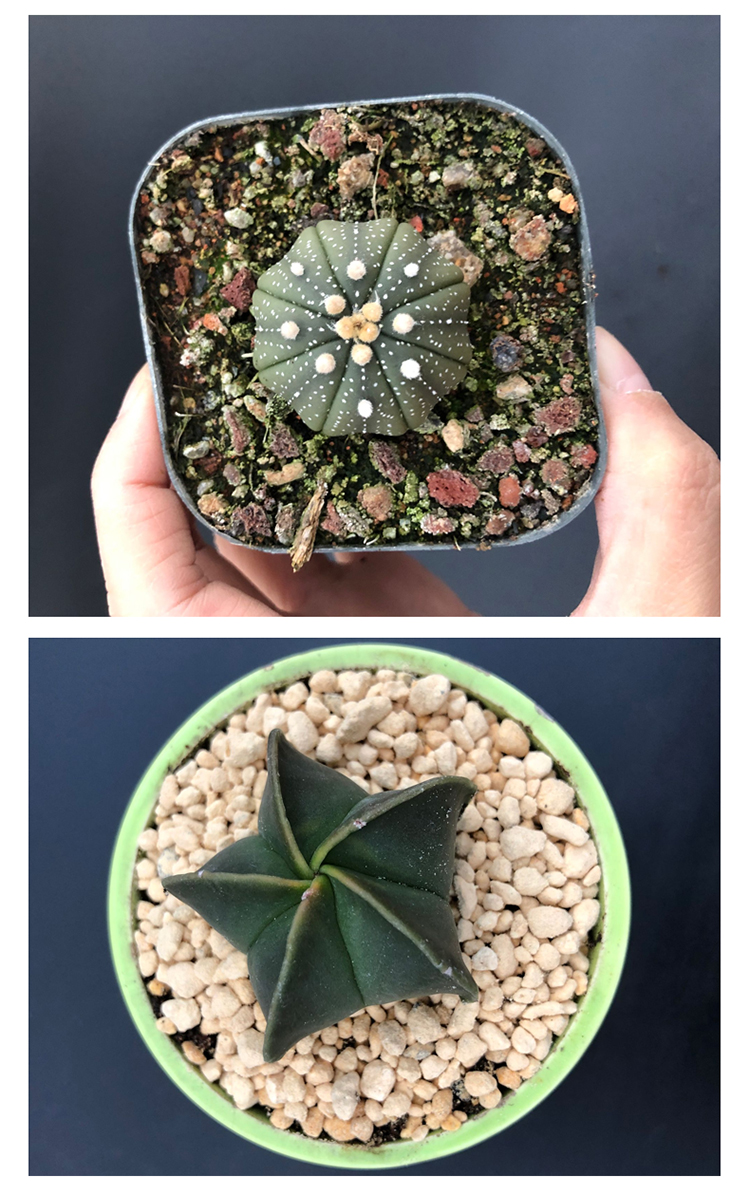 多肉植物农家自产仙人掌新鲜盆栽室内仙人球办公室花卉装饰 黄金士童3