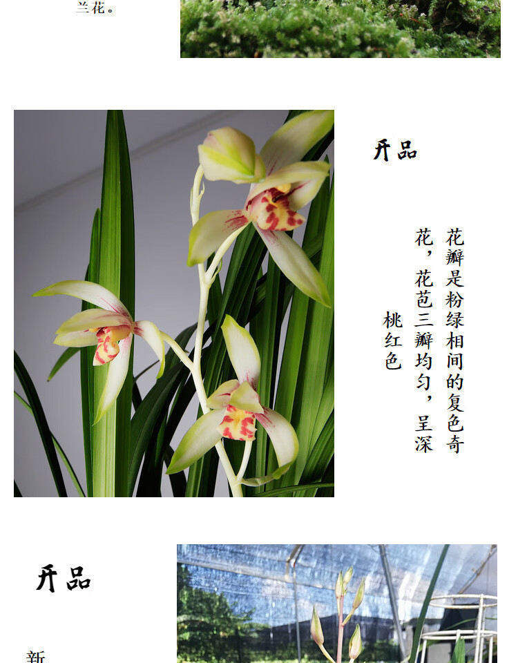 兰花建兰高山春色兰花中透艺兰草花期带花苞花卉好养盆栽植物t3 春剑