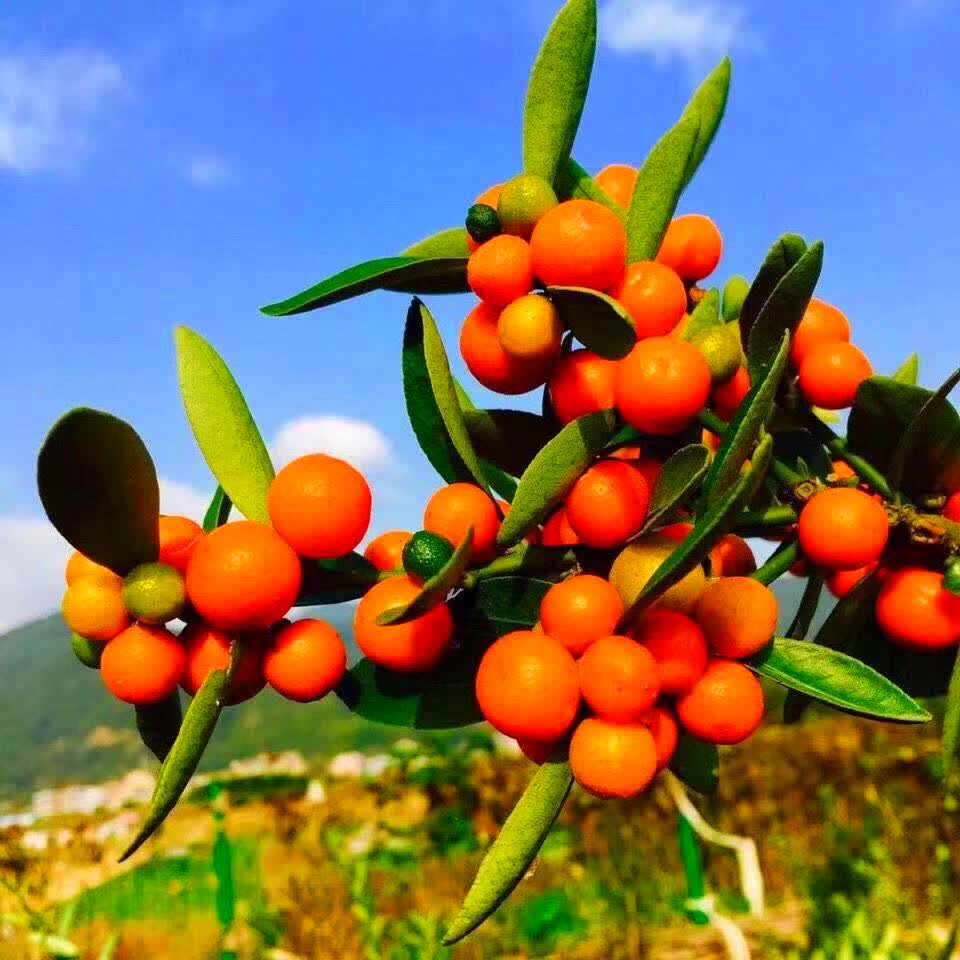 小金豆微型盆景素材苗小盆栽金桔 1颗苔藓球小金豆三年苗 带盆栽好