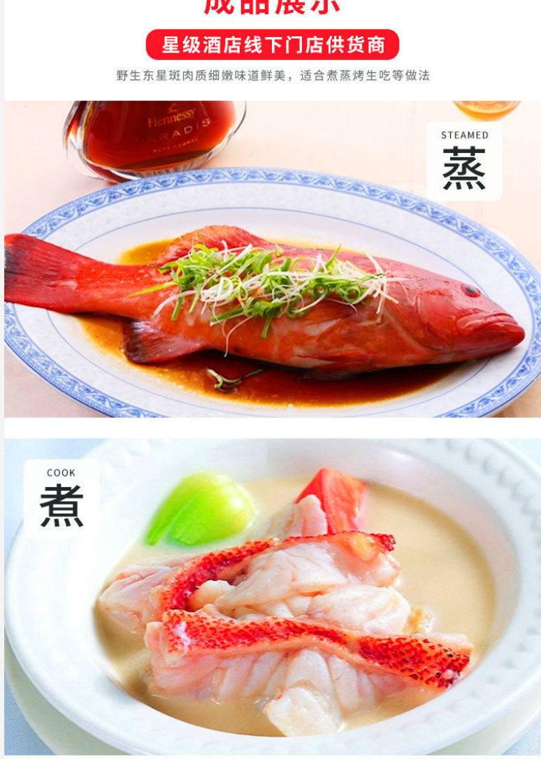 新鲜东星斑石斑鱼鲜活速冻燕尾斑深海瓜子斑海鲜水产批发海鱼红斑放血