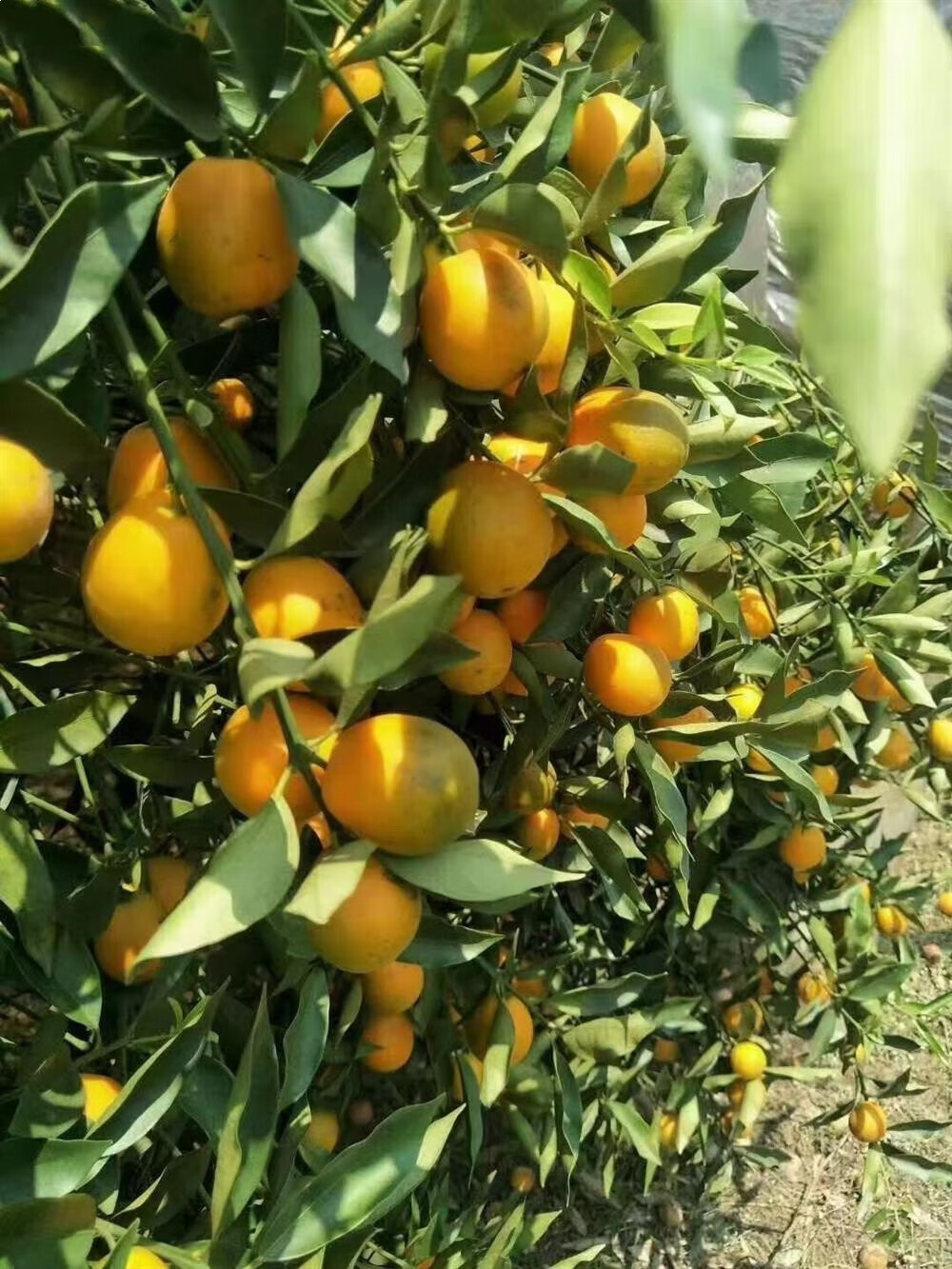 骄瑰 融安金桔 广西新鲜水果现摘自家果园油皮大果5斤顺丰速递 5斤 滑