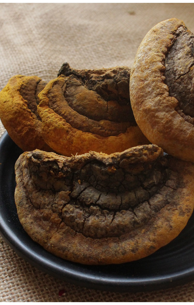 西藏特级野生桑树桑黄种桑黄灵芝西藏自治区桑黄的功效与作用 150克