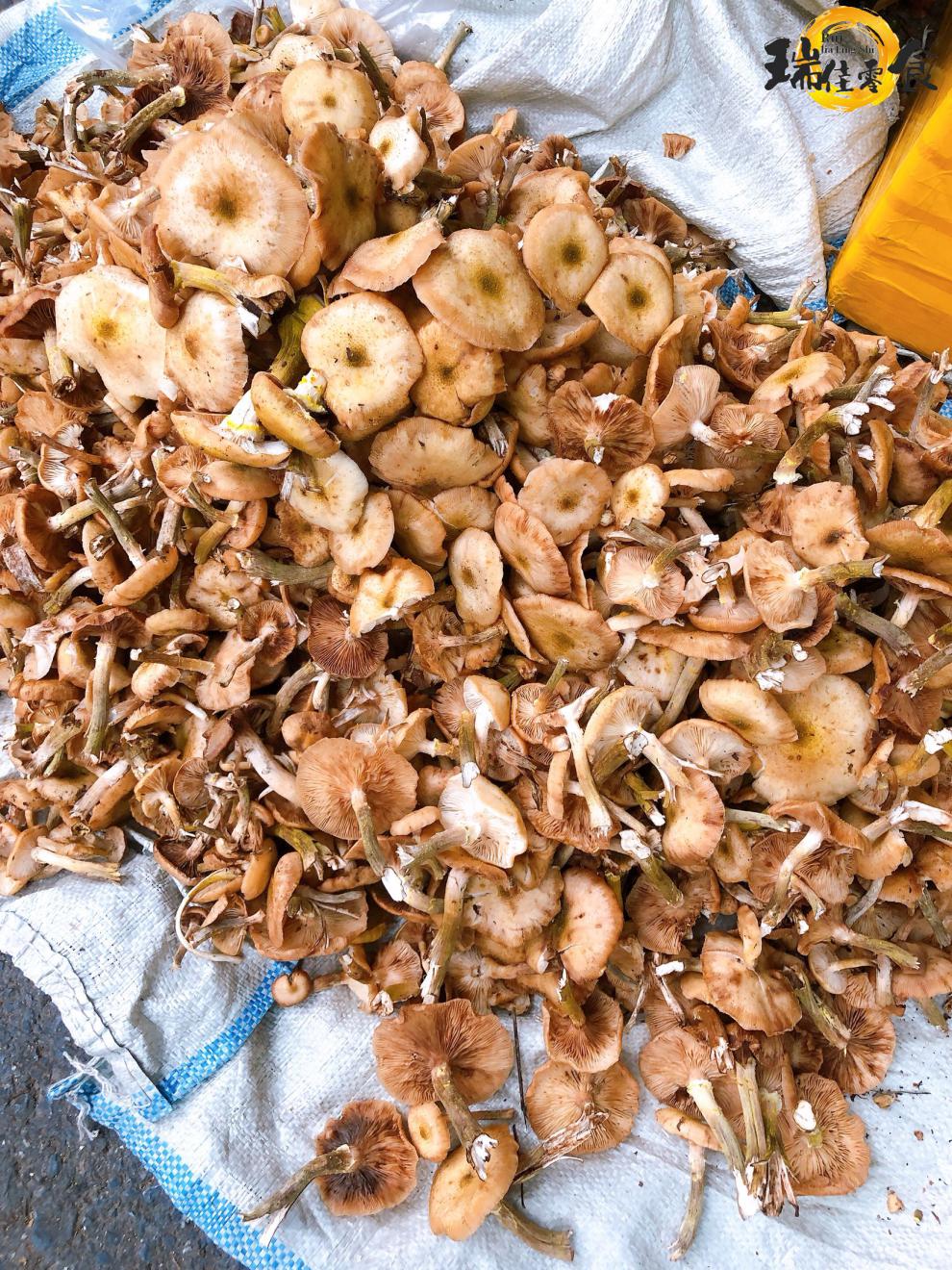 东北野生榛蘑干小鸡炖蘑菇长白山榛蘑干货无根榛蘑小草蘑500g【图片