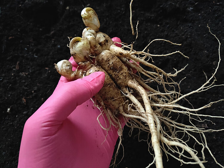 qcdd鲜人参苗带土新鲜人参人参苗盆栽种植人参种子1年苗苗