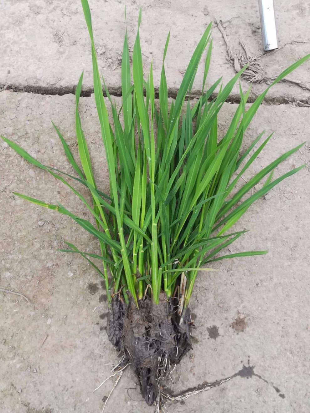 双季茭白苗 美人茭品单季品种 水生蔬菜高笋 茭白苗龙虾套养 量大联系