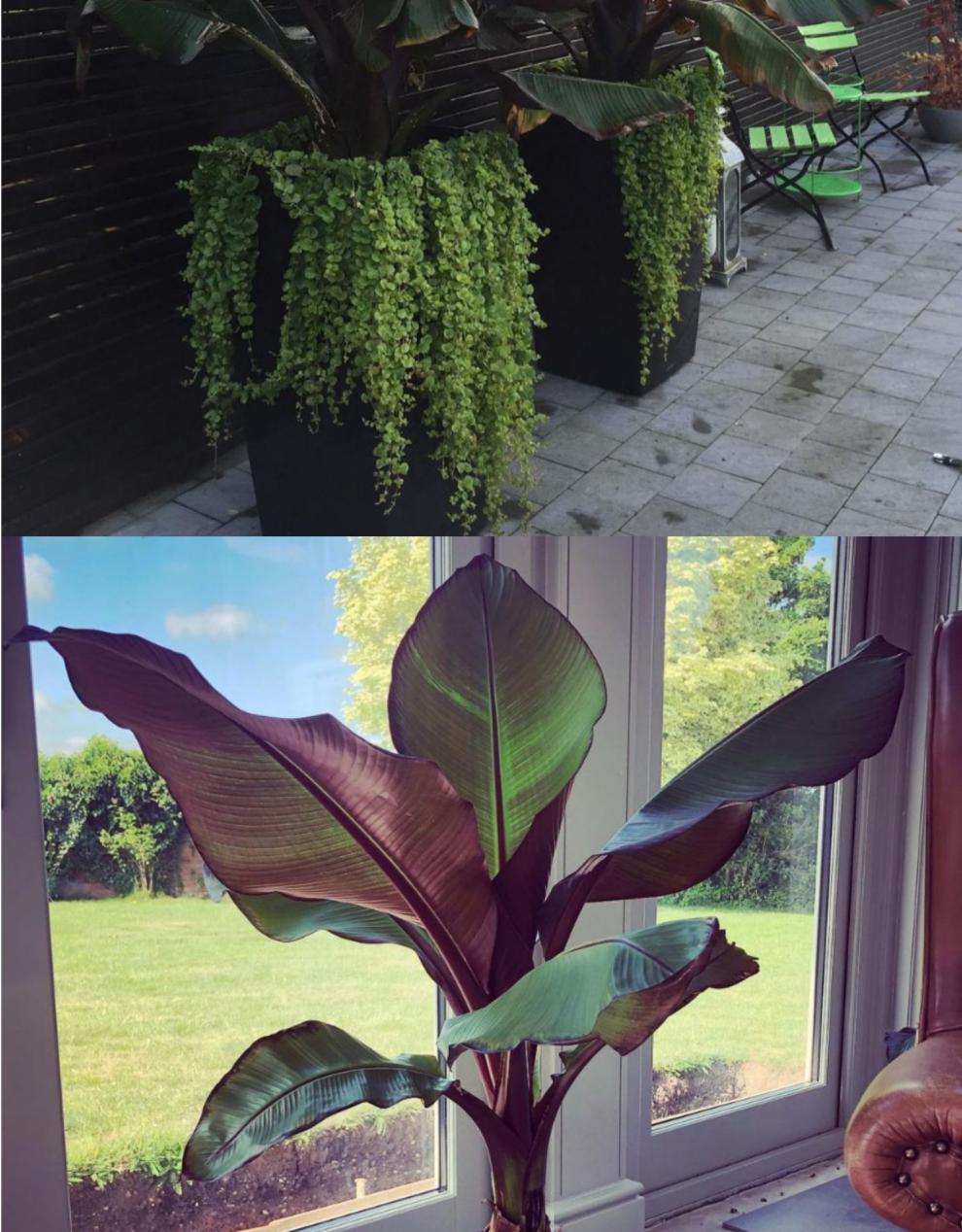 象腿蕉园艺世界萌叔同款红叶象足香蕉ins绿植香蕉盆栽 象腿蕉80-90cm