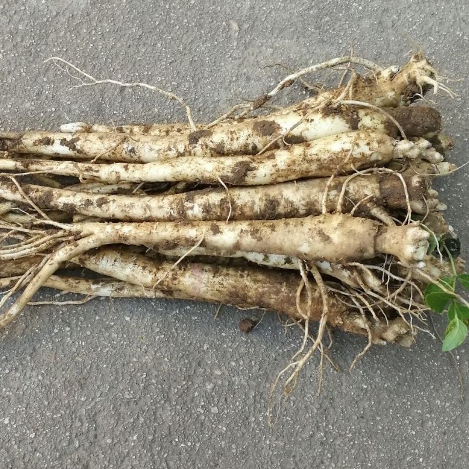 桔梗500g秦岭新鲜桔梗三年生新鲜桔梗狗宝咸菜产地直供10斤新鲜桔梗