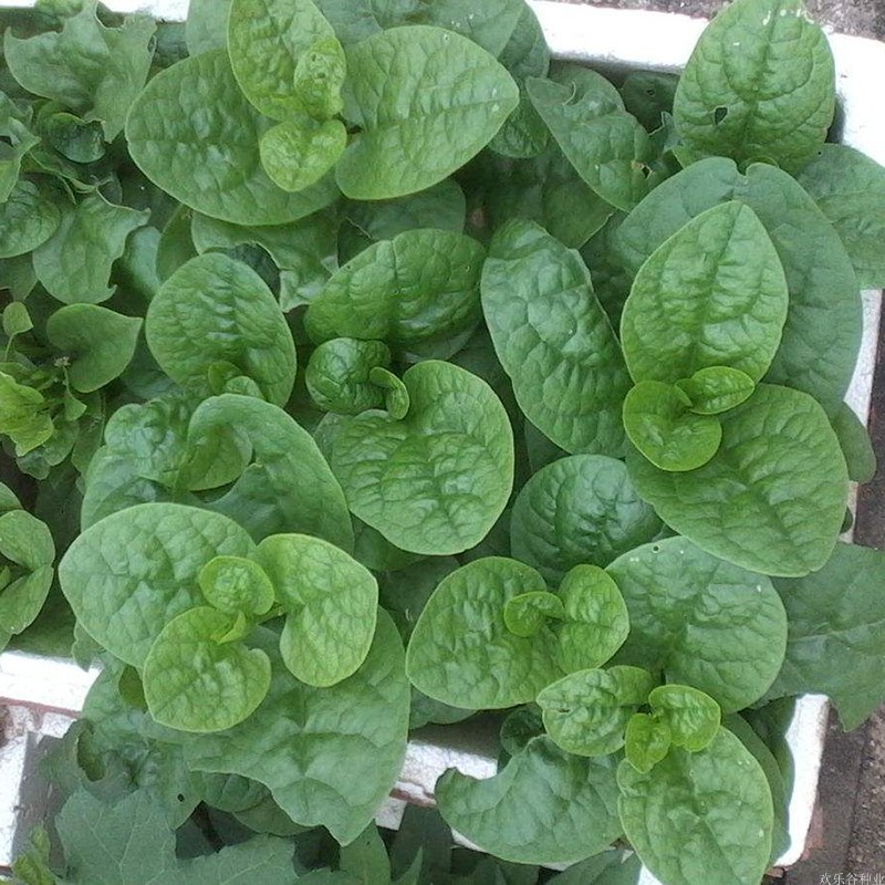 大叶木耳菜种子春季阳台盆栽小青菜豆腐菜爬藤蔬菜种籽大圆叶四季