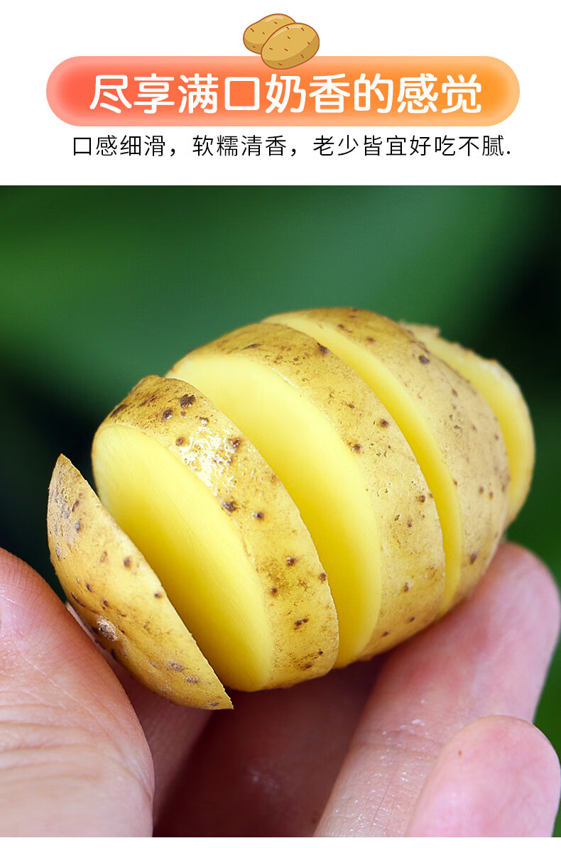 迷你恩施小土豆高山新鲜农家自种马铃薯马尔科老品种黄皮黄心洋芋1500