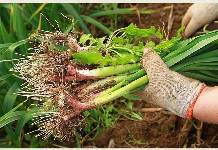 农村土蒜 安徽正宗大蒜苗新鲜蔬菜露天农家自种红皮蒜苗青蒜苗 5斤