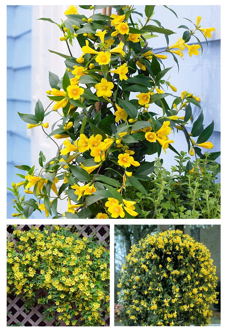 带花苞四季开花植物黄花浓香花卉爬藤耐寒 简易盆-法国香水茉莉小苗