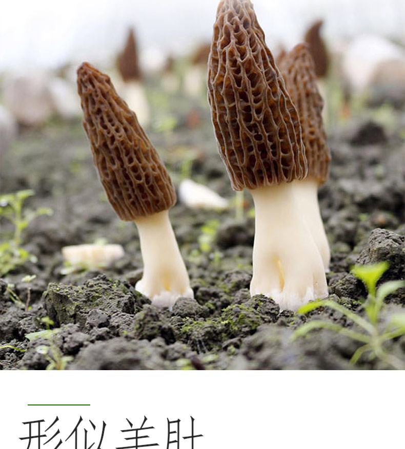 羊肚菌100g菌羊肚菌干货菇蘑煲汤材料干菌类【图片 价格 品牌 报价】