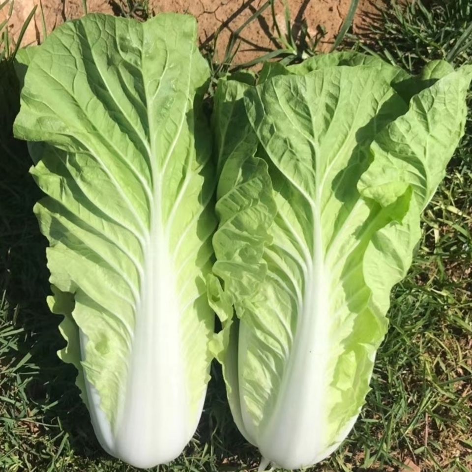 云南高山快菜黄白菜青菜绿叶蔬菜新鲜时令小白菜绿叶黄心当天采摘优选