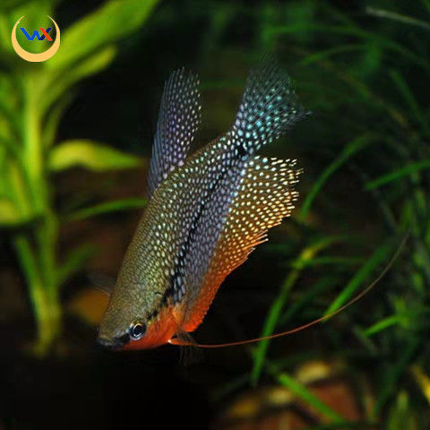 蓝曼龙鱼活体丽丽鱼曼龙鱼小型热带鱼观赏鱼金鱼吃蛋白虫清道夫鱼渔场
