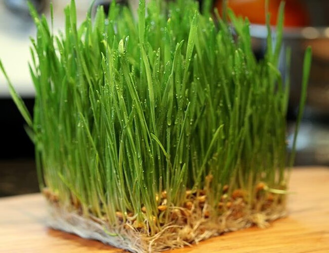 颜集卉 新鲜小麦草种四季做麦芽糖 榨汁 猫草 小麦粒 发芽土壤小麦