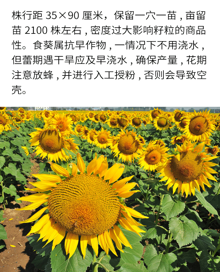 食葵黑三道眉葵花籽种子 向日葵种子黑瓜子种子盘大粒长高产大田 白三