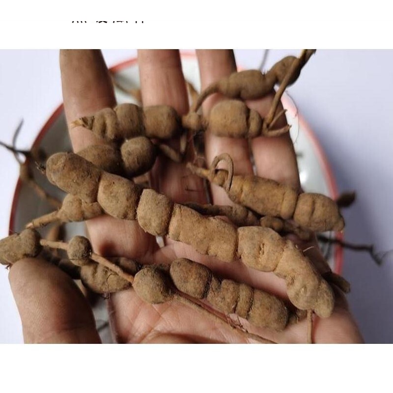 贵州中草药材鸡筋参 鲜货黄脚鸡黄鸡胖长叶数珠根黄鸡郞【图片 价格 