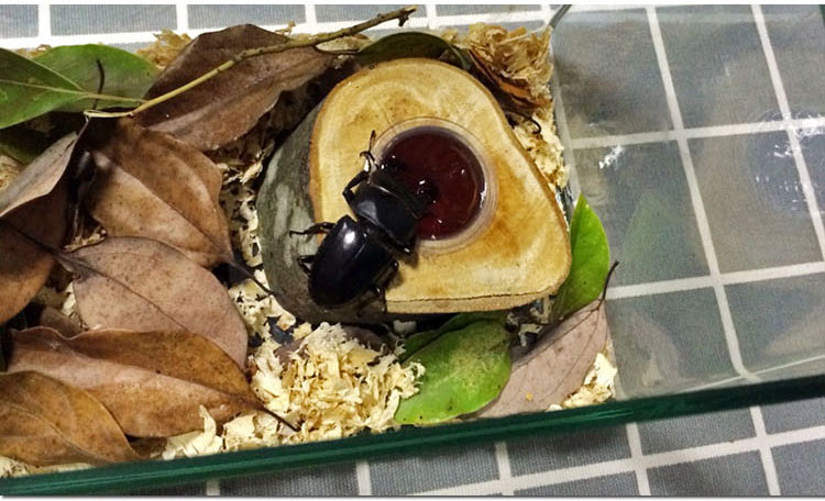 甲虫果冻 独角仙蚂蚁食物 锹甲果冻 昆虫宠物 独角仙果冻 混合口味5颗