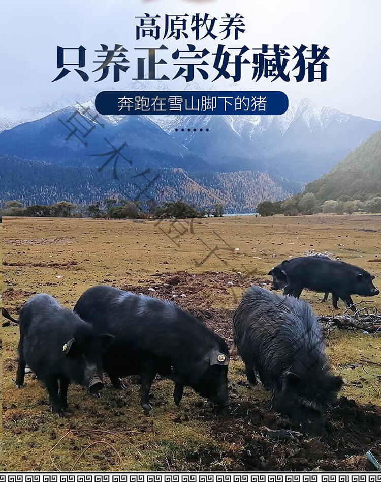 西藏正宗农家散养山猪黑毛土猪肉新鲜黑猪肉后腿肉 5