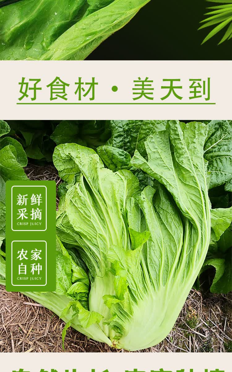 新鲜现摘大叶青菜泡菜腌制酸菜农家自种四川芥菜时令蔬