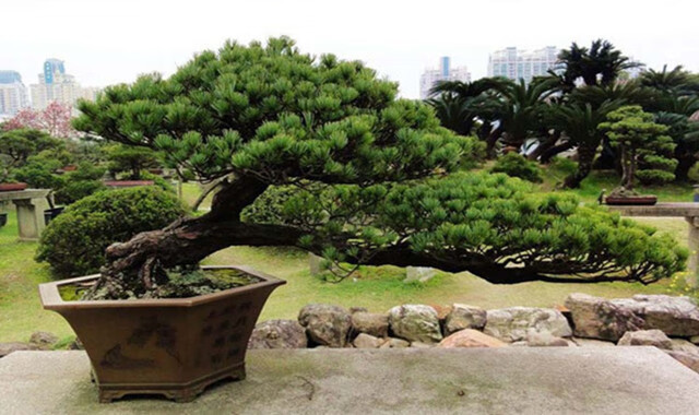 迎客松盆景造型盆栽 罗汉松盆栽 迎客松苗绿植花卉 松【2年苗】20厘米