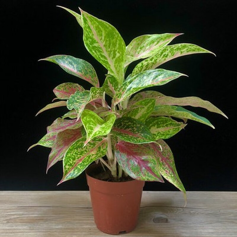 醉花春如意皇后粉黛万年青四季常青花卉植物粉黛万年青原盆原土不含盆