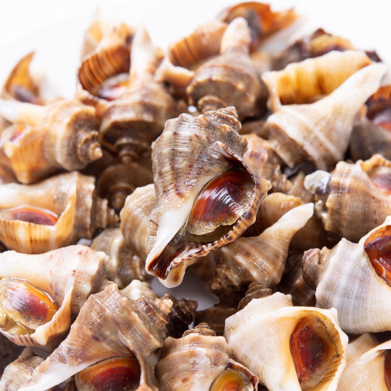 小海螺鲜活香波螺新鲜大连特产鲜活海鲜海螺丝海瓜辣螺二斤装一斤40个