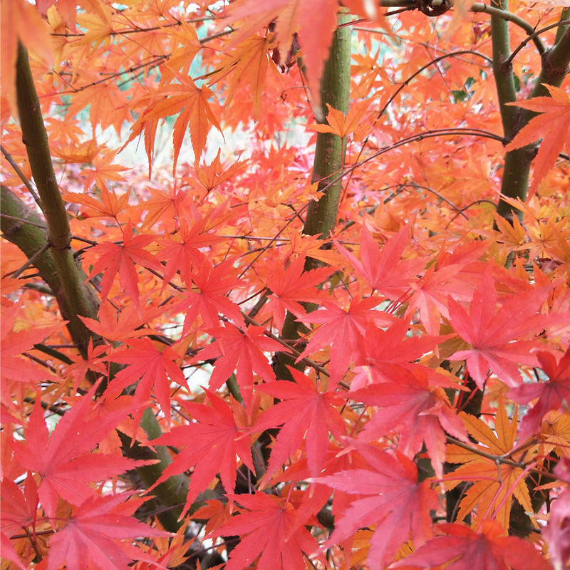 枫树红茜空彩叶红枫黄金枫庭院树盆栽丛生大苗鸡爪槭主树茜空10加仑