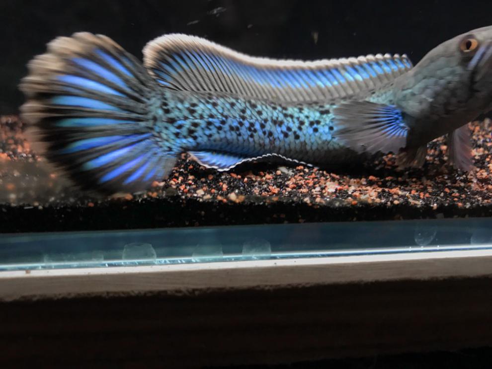 zxc蓝宝石雷龙,鬼王雷龙,k流域蓝宝石雷龙 3左右5条【图片 价格 品牌