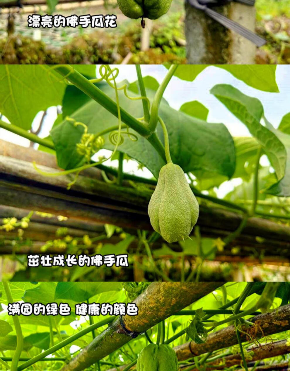 佛手瓜新鲜洋瓜蔬菜虎儿瓜特产窝瓜寿瓜葵瓜叶菜类4000g