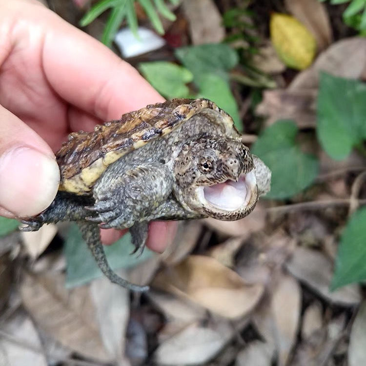 鳄龟活物食用爆刺凶猛北美小鳄龟苗观赏龟杂佛肉龟水龟小乌龟活体 一