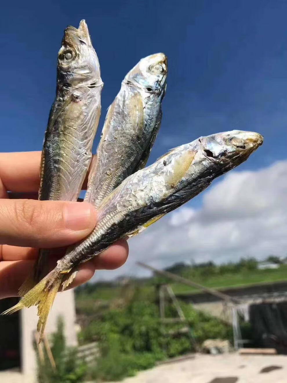 福建东山岛特产海鲜散装捕捞黄尾巴浪鱼咸鱼干海鱼干货零食即食 黄