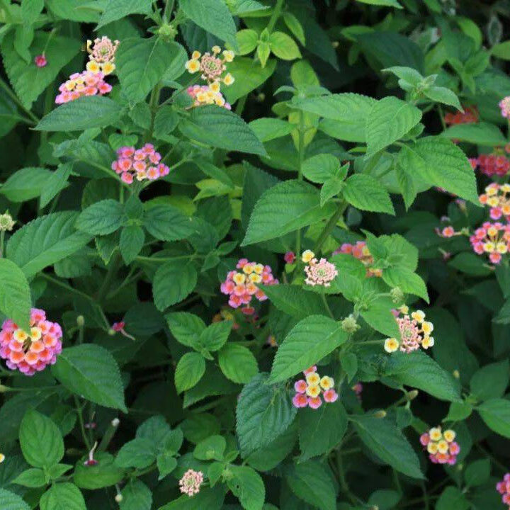 马缨丹中草药材干五色梅臭草皮肤宝宝洗澡新鲜现采枝叶五色花 晒干