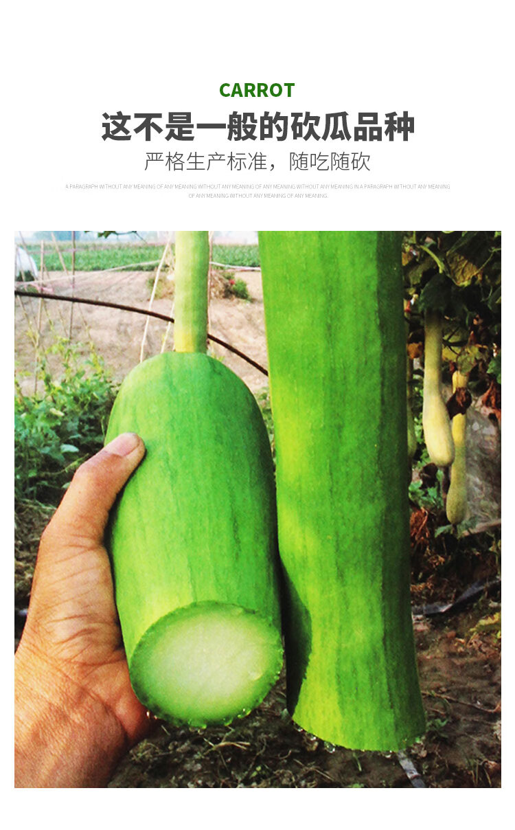 神奇瓜种子种籽孑苗吊瓜特大秧苗春季四季巨型坎瓜菜瓜蔬菜苗瓜苗10棵