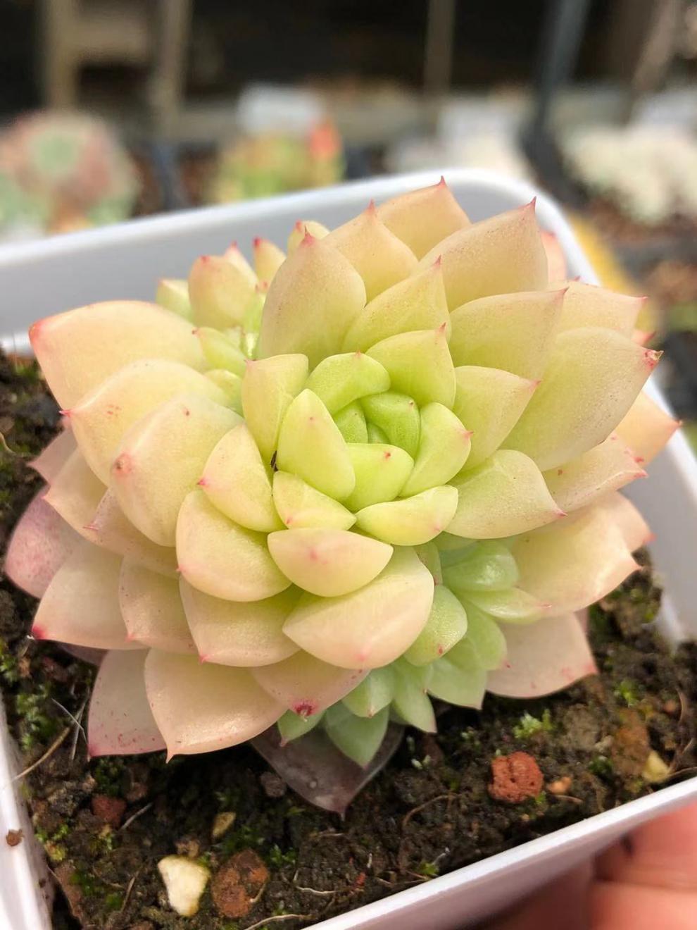 精品多肉植物 多肉植物老庄 多肉 现场直播 群生多头璀璨【图片 价格