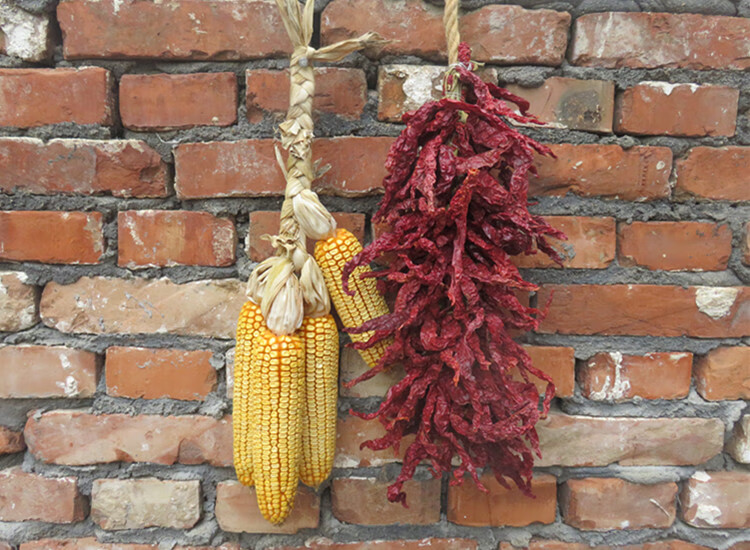 园艺五谷丰登挂饰农家乐干玉米棒子农作物装饰玉米穗带皮真玉米串挂件