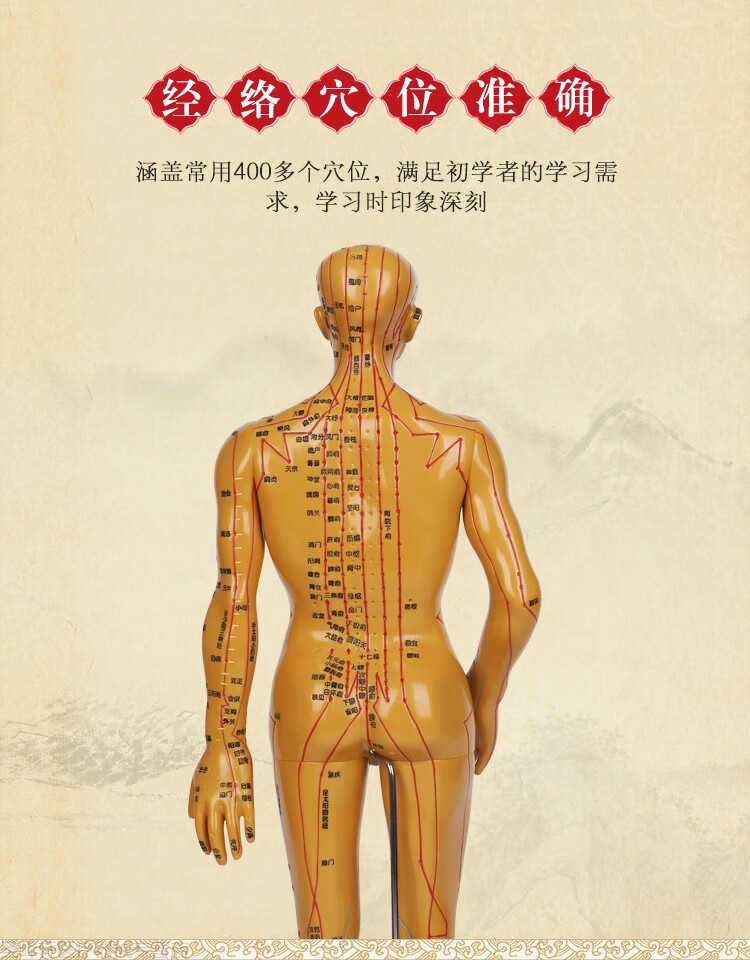 京健康中医针灸穴位人体模型教学高清全身经络图人模男女硅胶推拿小皮