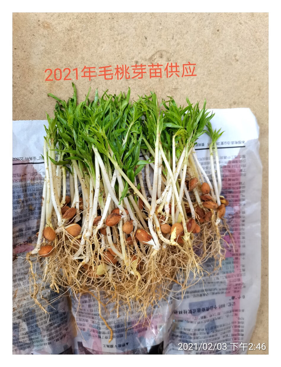 花姬毛桃苗桃幼苗桃树苗桃子芽苗桃树直生苗落叶占地树苗桃核芽苗0304
