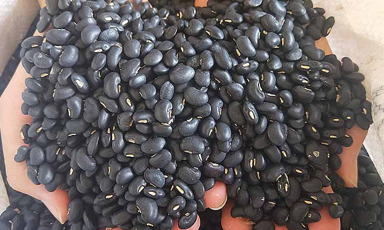 台州农家本地黑豇豆新货白心乌豇豆芸豆黑眉豆乌饭豆豆腰酒黑 500g