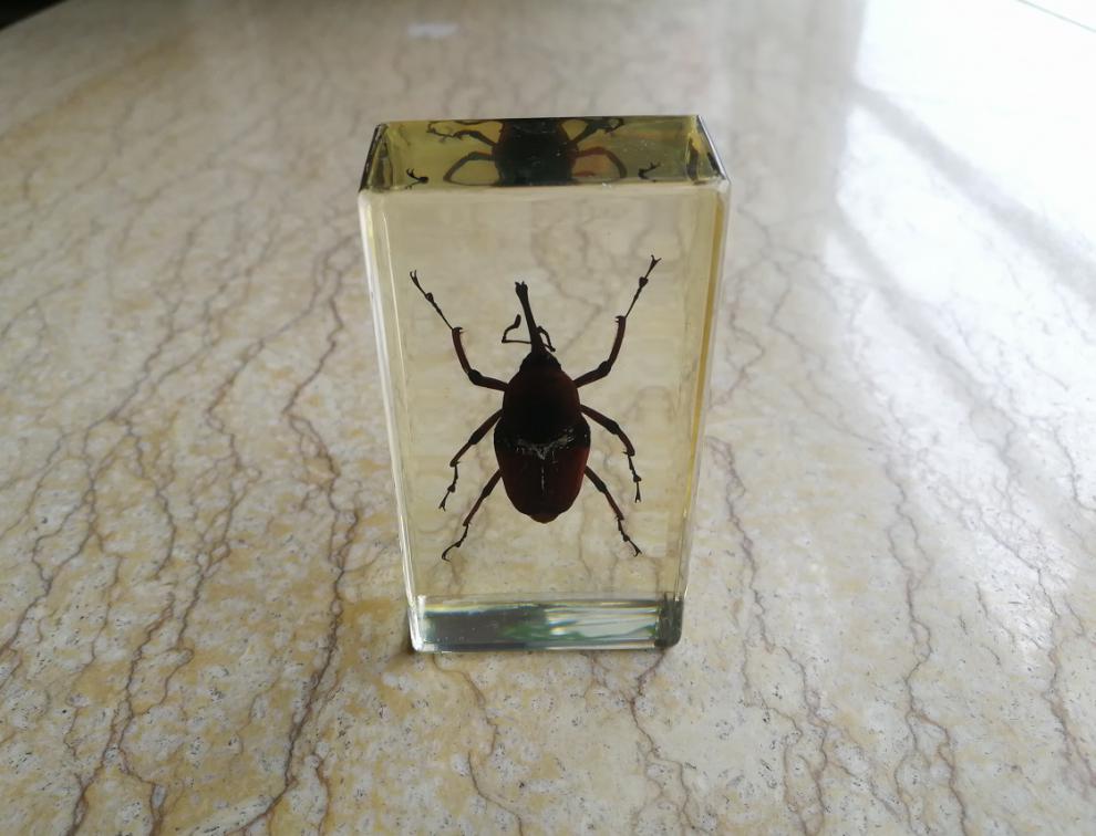 琥珀昆虫标本 人工琥珀小摆件昆虫标本天牛蚂蚱 蜈蚣 蝉 蟑螂螃蟹书镇